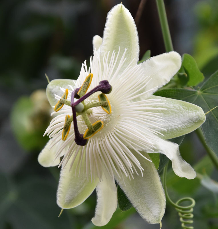 Passiflora 'White Wedding' (Passion Flower)